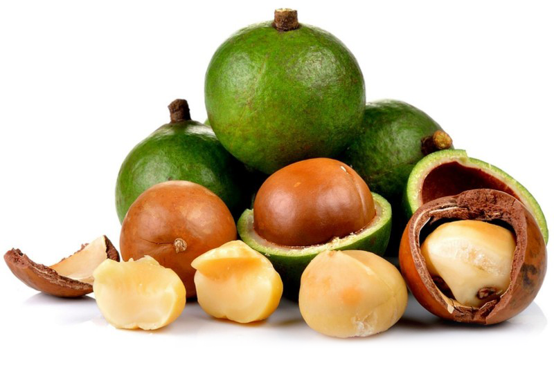 macadamia-nut-seeds-macadamia-integrifolia